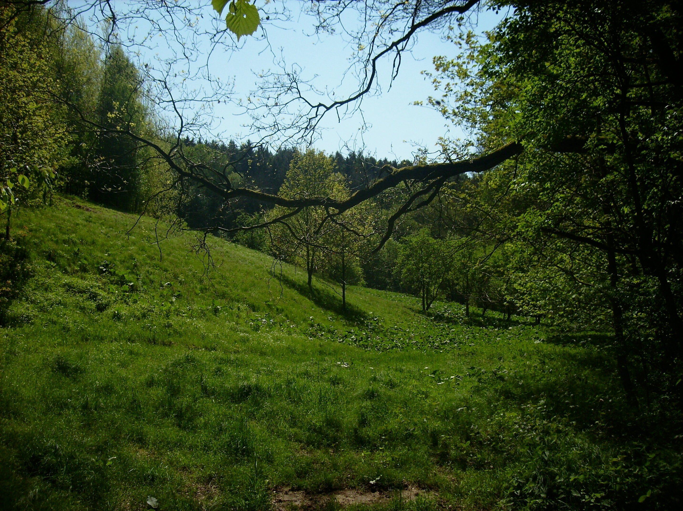A lush green hillside with a fallen tree in the foreground and dense forest in the background.