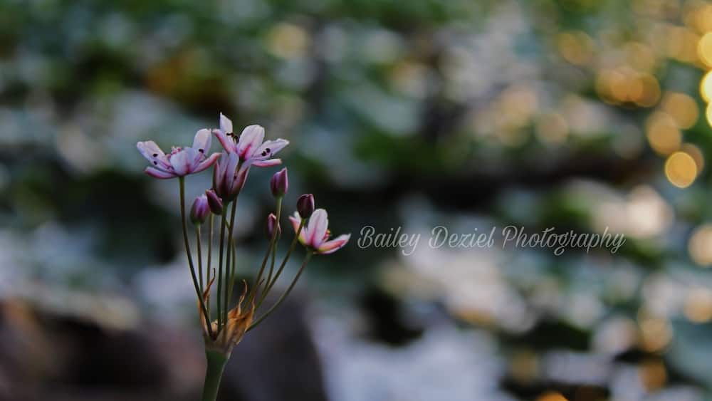 Sadler’s Pond in Essex at Sunset. #nature #naturephotography #photography #photo #flower #pond #sunset #pretty