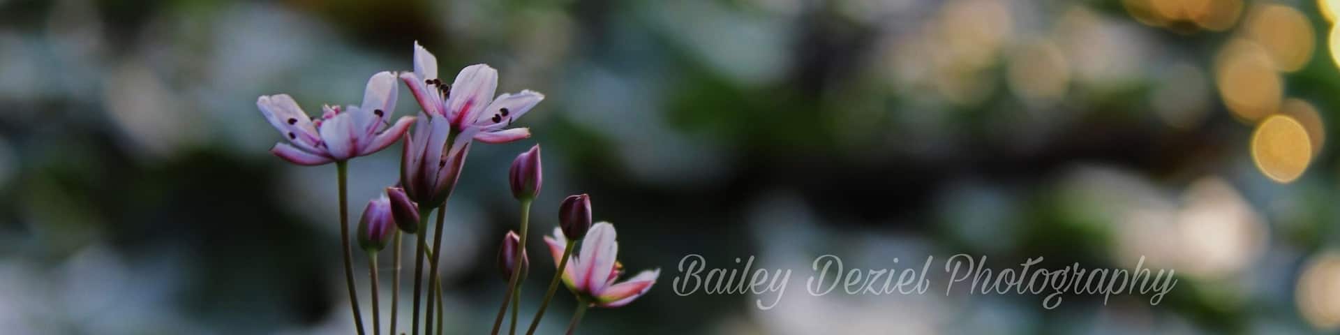 Sadler’s Pond in Essex at Sunset. #nature #naturephotography #photography #photo #flower #pond #sunset #pretty