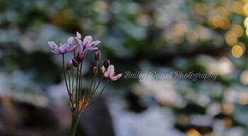 Sadler’s Pond in Essex at Sunset. #nature #naturephotography #photography #photo #flower #pond #sunset #pretty