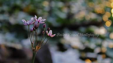 Sadler’s Pond in Essex at Sunset. #nature #naturephotography #photography #photo #flower #pond #sunset #pretty