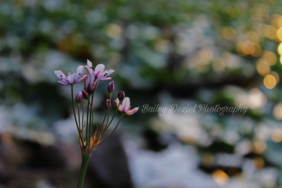Sadler’s Pond in Essex at Sunset. #nature #naturephotography #photography #photo #flower #pond #sunset #pretty