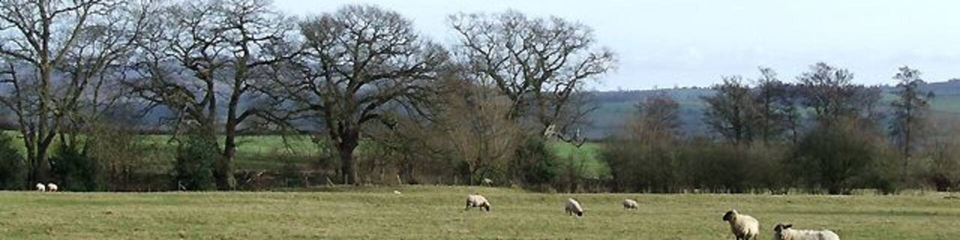 Grazing at Corfton, Shropshire