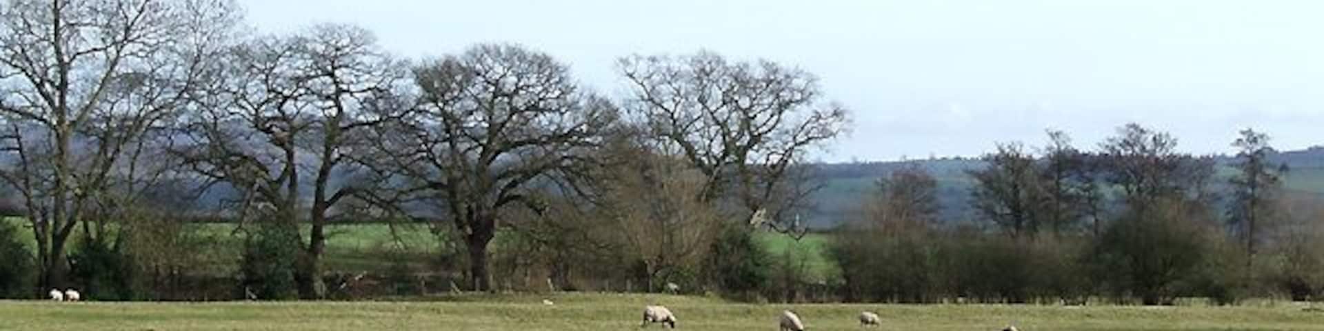 Grazing at Corfton, Shropshire