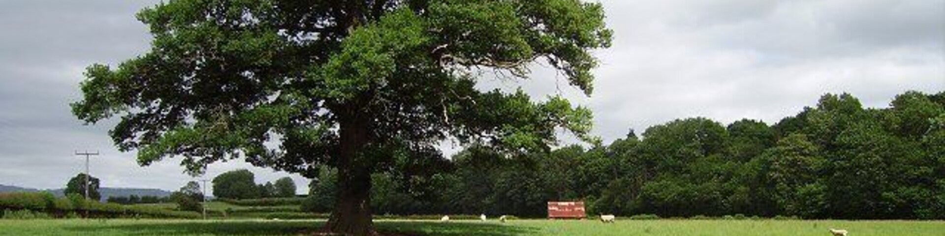 Shed Meadow. Another in a series documenting old field names. Named for the now decaying shed, last reroofed 70 years ago and gradually falling into ruin.