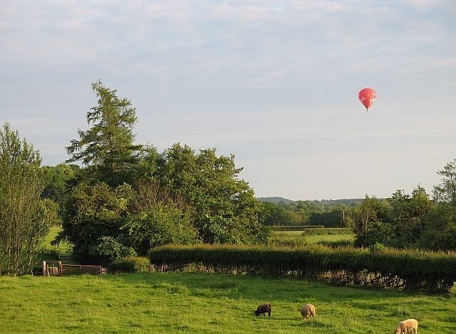A green June evening near Ashford Carbonel Ryeland sheep ignore the Oswestry based balloon heading south from Woofferton.
