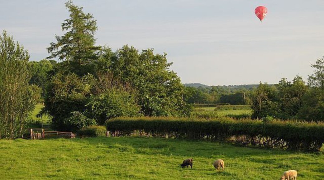 A green June evening near Ashford Carbonel Ryeland sheep ignore the Oswestry based balloon heading south from Woofferton.