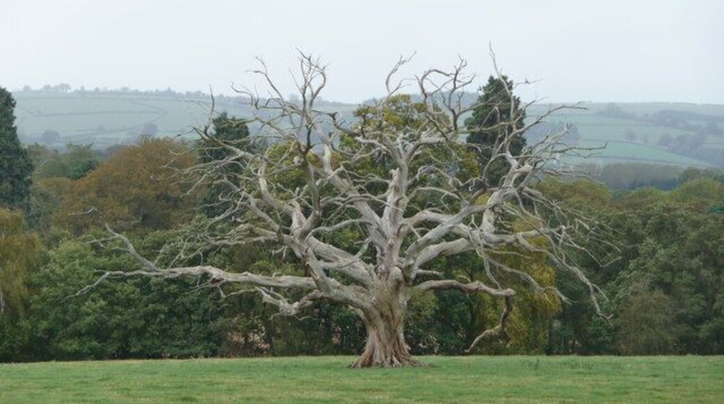 Naked tree in Oakly Park pastureland Closeup of this white oak. No doubt a home to many invertibrates.