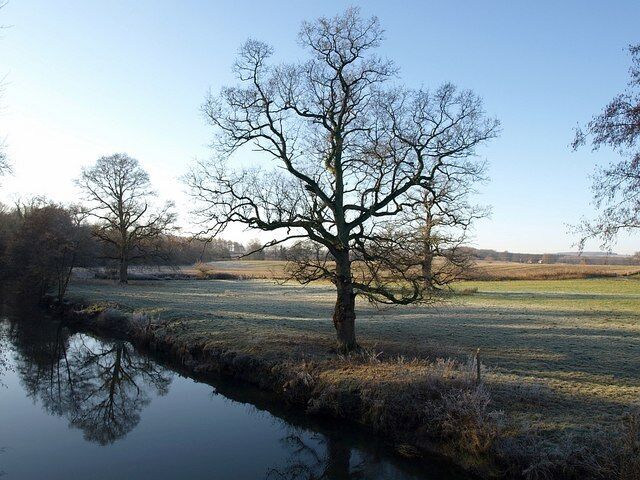 A tree by a calm water body, a clear sky, and a distant field.