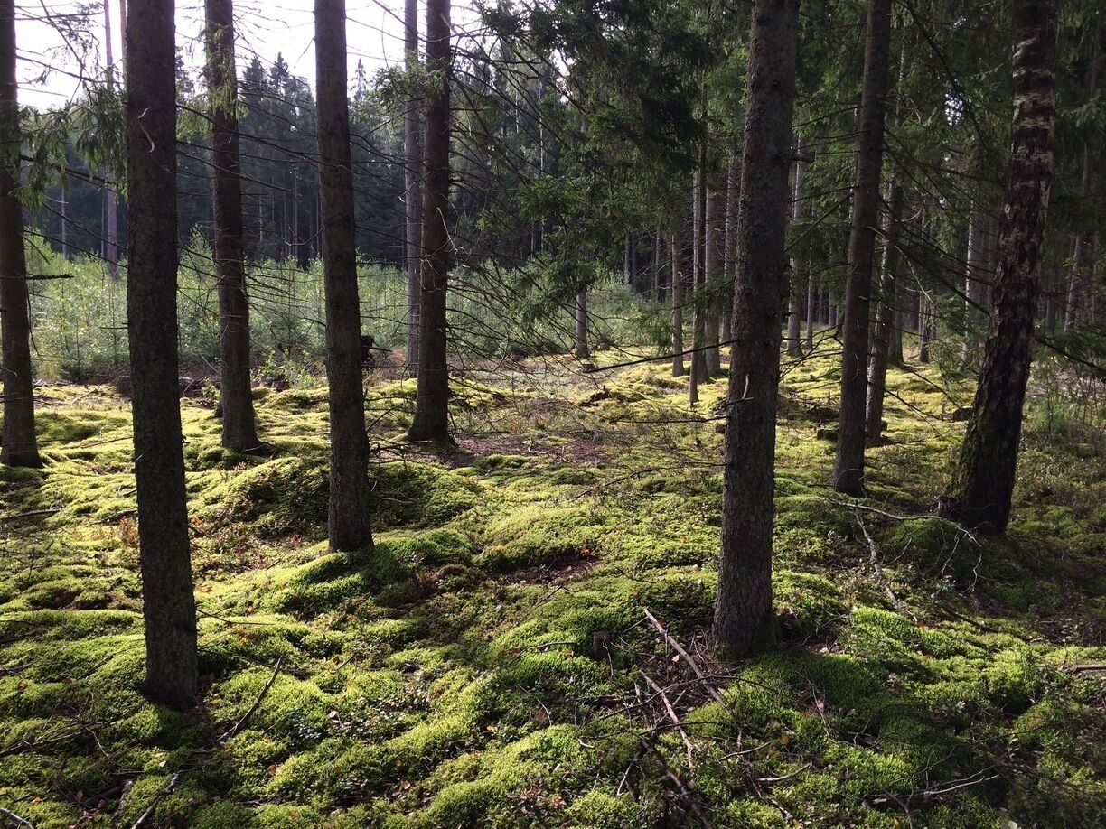 Lithuanian forest
