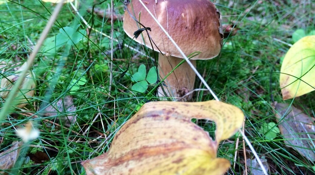 Boletus-the king of the mushrooms!