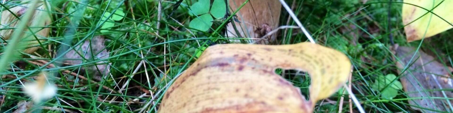 Boletus-the king of the mushrooms!