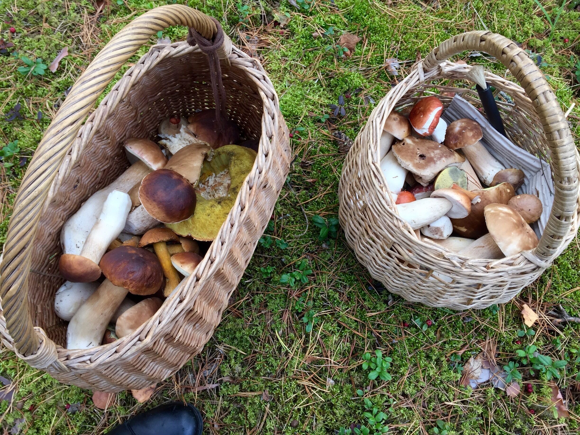 Collecting mushrooms 
