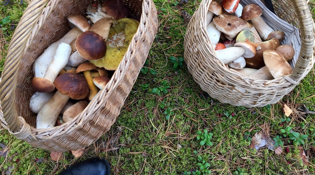 Collecting mushrooms