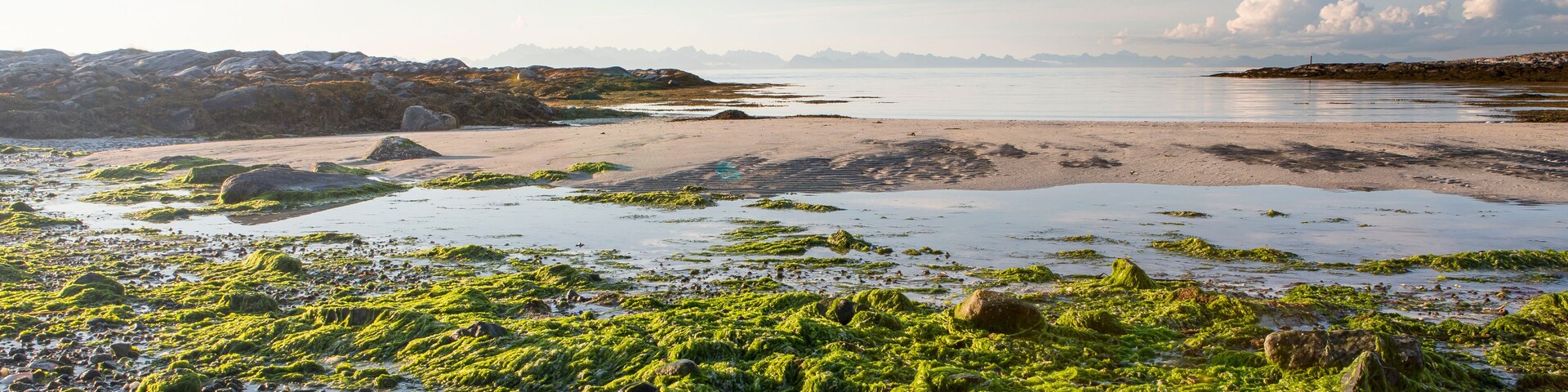 Una costa rocosa con algas marinas verdes, agua tranquila y montañas a lo lejos.