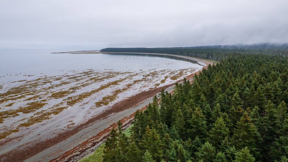 Aerial View of the Beach at Low Tide with Seaweed Patterns, Dense Coniferous Forest Cliff Edge, Coastal Road, Gulf of St. Lawrence Waters, Overcast Sky, Anticosti Island Shoreline, Quebec Canada