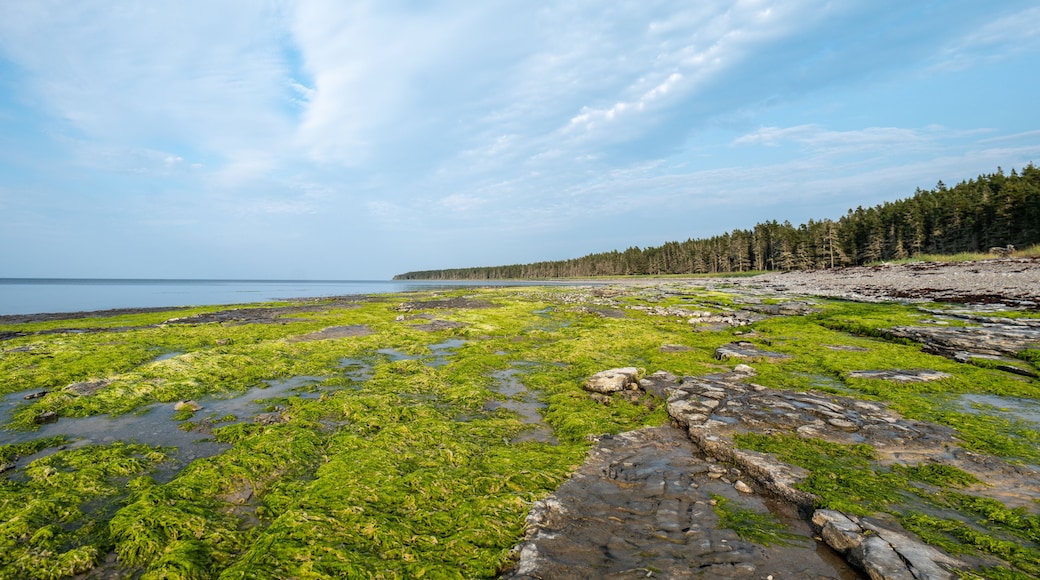 جزيرة أنتيكوستي