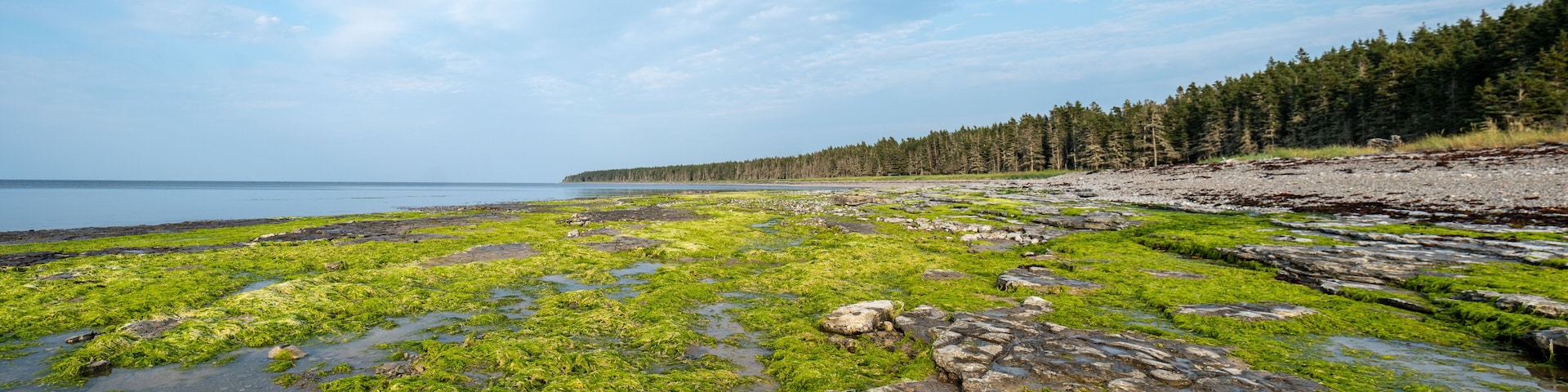 View of the Sea with Seaweed and Stones on the Shore, Facing the Forest and near the Waterfall Know as "Chute à Boule" in Anticosti Island, Quebec, Canada