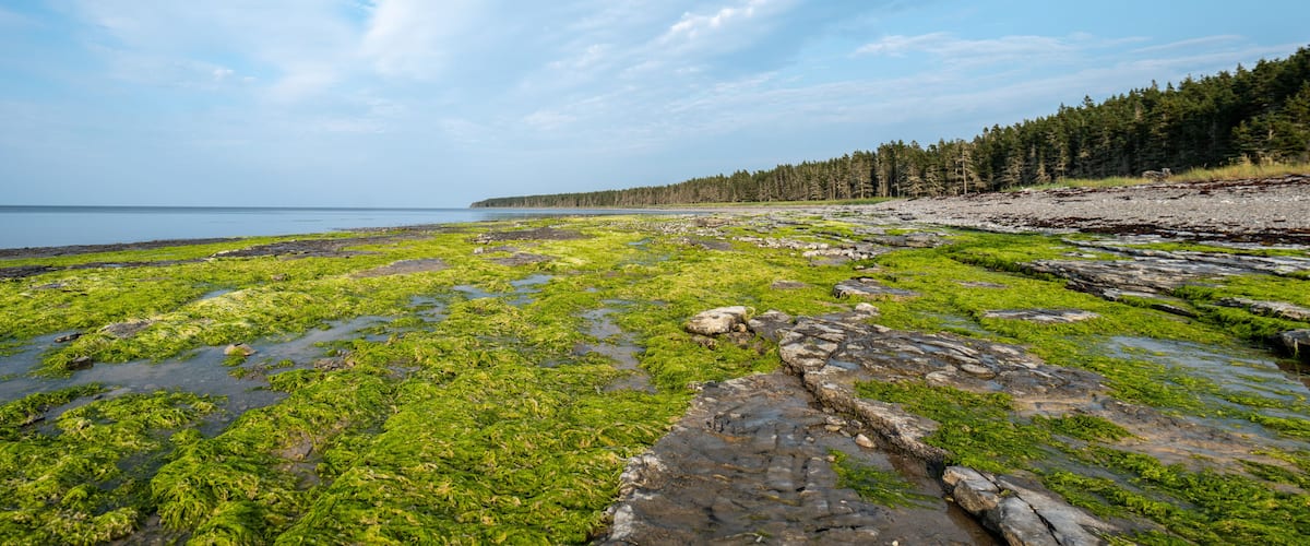 A rocky shoreline with green algae and a forest in the background.