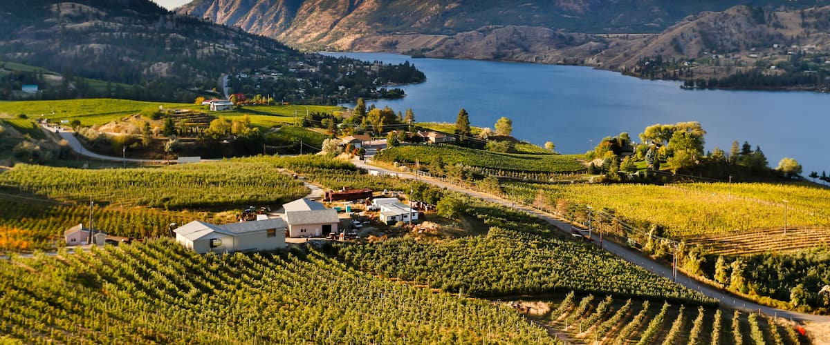 Un vignoble avec des rangées de vignes, un lac et des montagnes en arrière-plan.