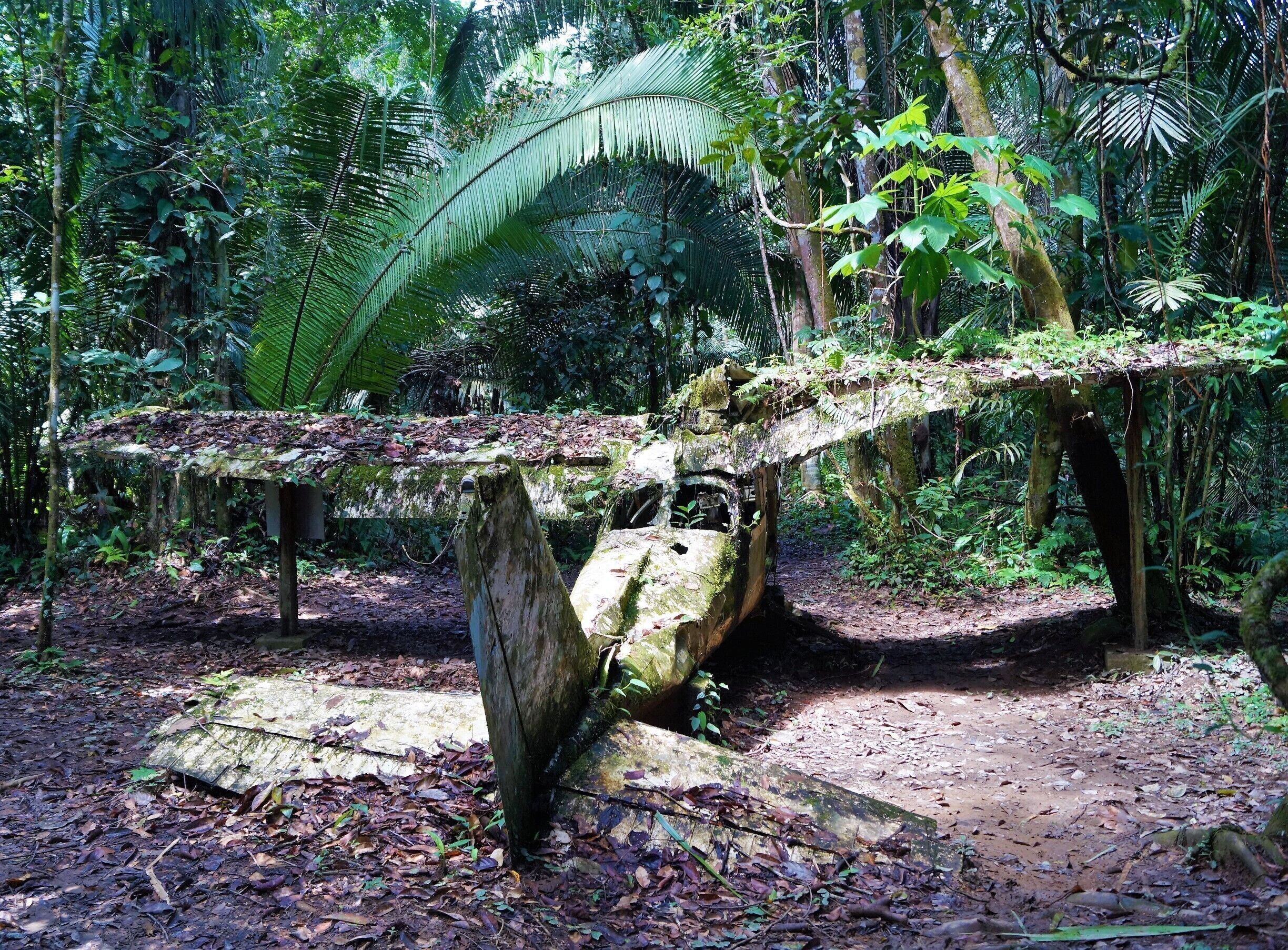 Somewhere deep in the jungle on the way to the Jaguar Wildlife sanctuary you can find this plane wreck 