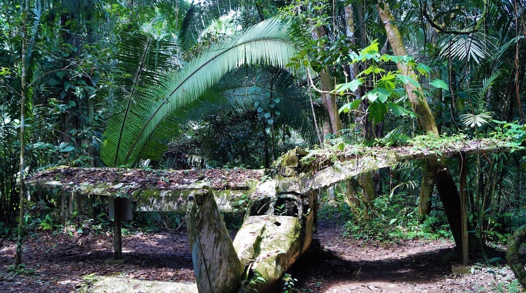 Somewhere deep in the jungle on the way to the Jaguar Wildlife sanctuary you can find this plane wreck