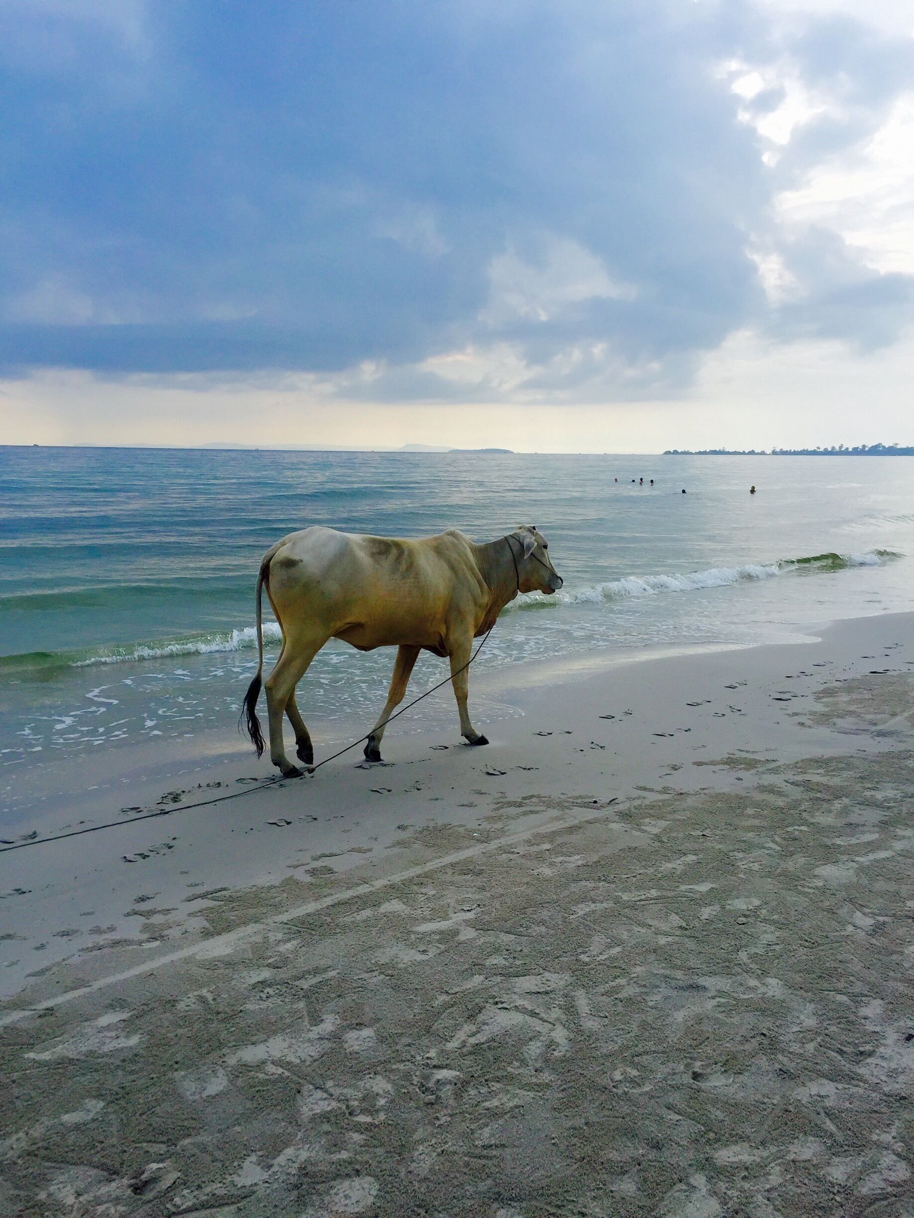 Nice beach for a walk - lots of life! #BeachTips