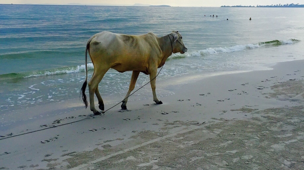 Nice beach for a walk - lots of life! #BeachTips
