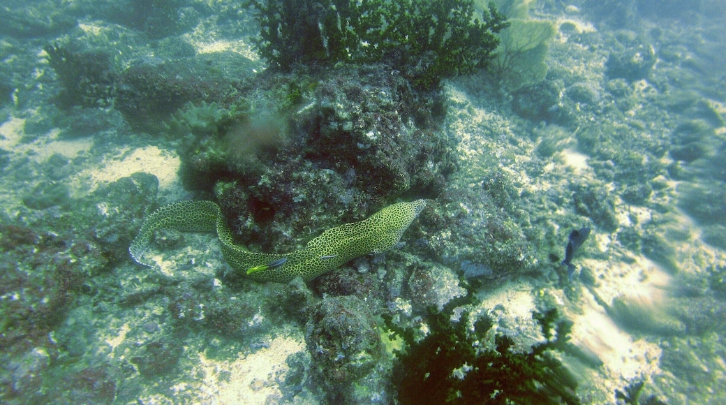 Spotted Eel! Yes we did... Diving in the northern most seas of Indonesia. #Diving #Beach #Scuba #Indonesia #Reflections