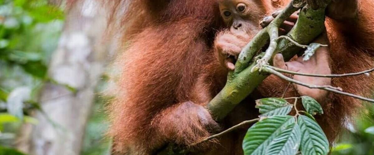 Paradise! The whole area including the tiny villages that surround are just beautiful. It is raw, unfenced nature at its best. There are many animals but the bog draw are the orangutans.