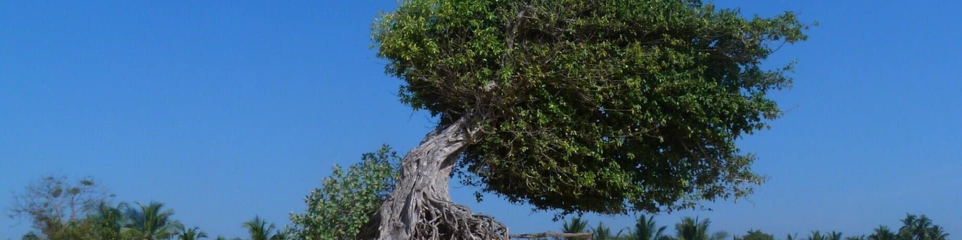 A solitary tree with a twisted trunk and dense foliage on a sandy beach under a clear blue sky.