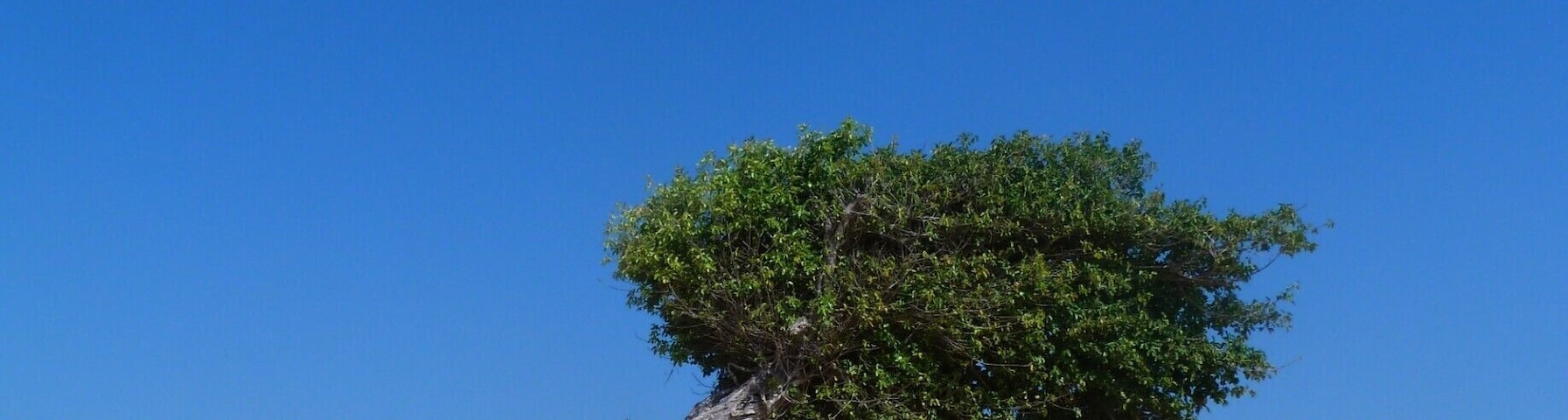 Un árbol solitario con un tronco retorcido y follaje denso en una playa arenosa bajo un cielo azul despejado.