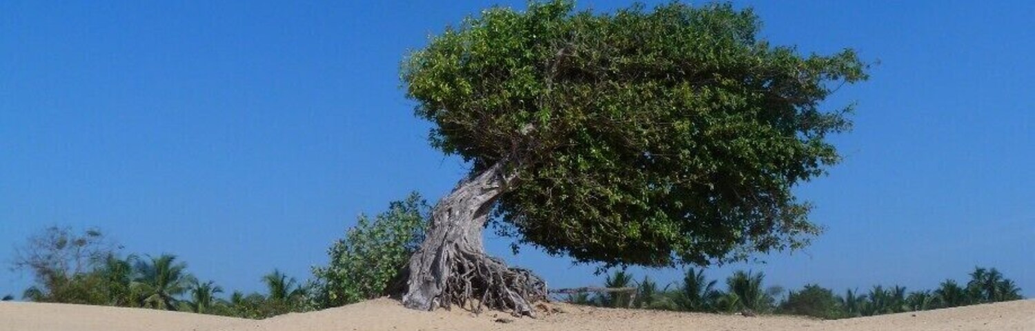 Just a tree on the beach.