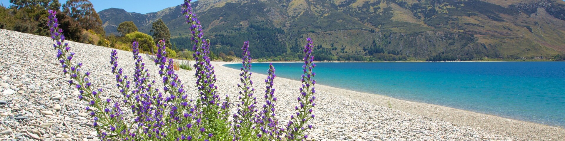 Waitaki District showing a pebble beach, general coastal views and wildflowers