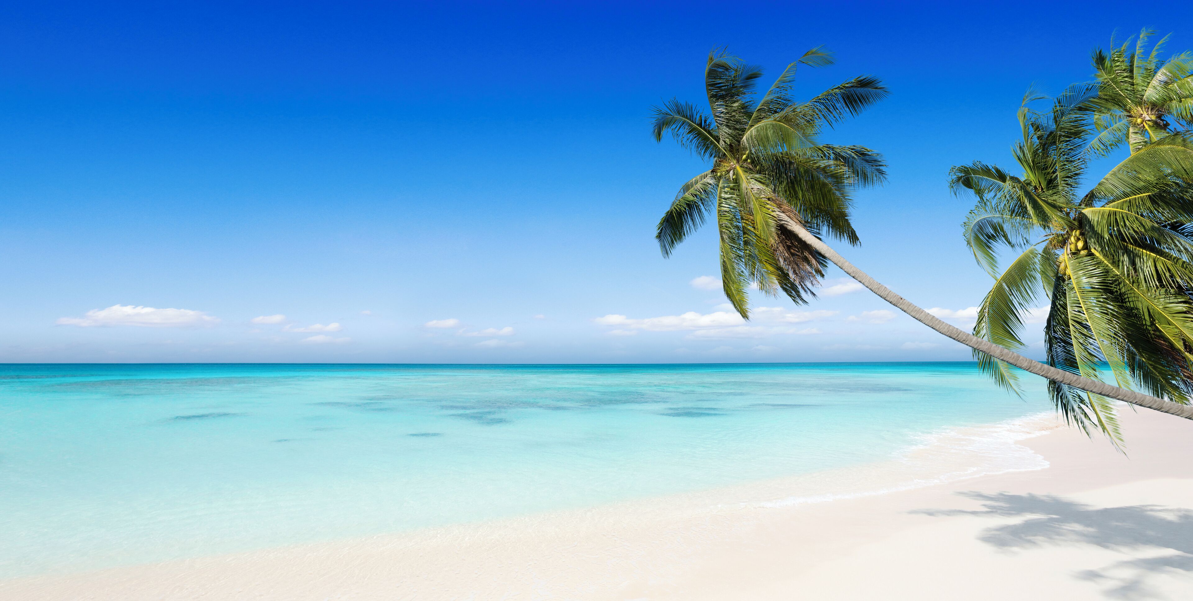 A beach with clear turquoise water, white sand, and palm trees.