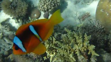 A fish with orange and blue stripes swimming near coral formations.
