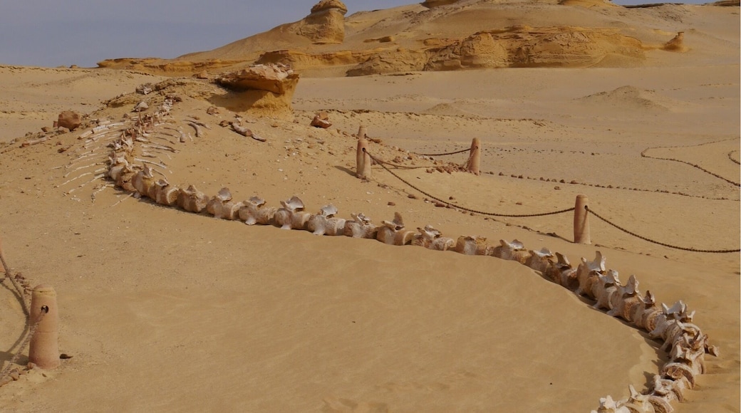 Whale fossil in the "Valley of the Whales", Wadi El Hitan, Western Desert, Egypt, about 150 km southwest of Cairo. The fossils here are one of the earliest forms of whales, the link between the previous land based mammal and the ocean mammal of today. There is a small delightful museum and several fossils were left in situ in the desert that you can hike to see. It was worth the drive from Cairo for me.