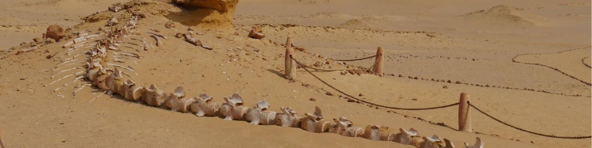 Whale fossil in the "Valley of the Whales", Wadi El Hitan, Western Desert, Egypt, about 150 km southwest of Cairo. The fossils here are one of the earliest forms of whales, the link between the previous land based mammal and the ocean mammal of today. There is a small delightful museum and several fossils were left in situ in the desert that you can hike to see. It was worth the drive from Cairo for me.