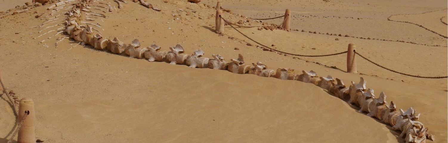 Whale fossil in the "Valley of the Whales", Wadi El Hitan, Western Desert, Egypt, about 150 km southwest of Cairo. The fossils here are one of the earliest forms of whales, the link between the previous land based mammal and the ocean mammal of today. There is a small delightful museum and several fossils were left in situ in the desert that you can hike to see. It was worth the drive from Cairo for me.