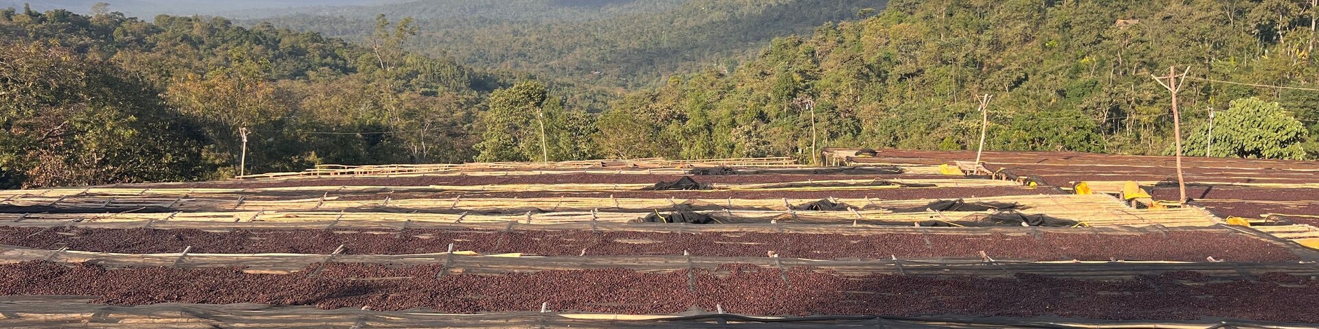 Ethiopian coffee cherries lying to dry in the sun in a drying station on raised bamboo beds. This process is the natural process. Bona Zuria, Sidama, Ethiopia, Africa