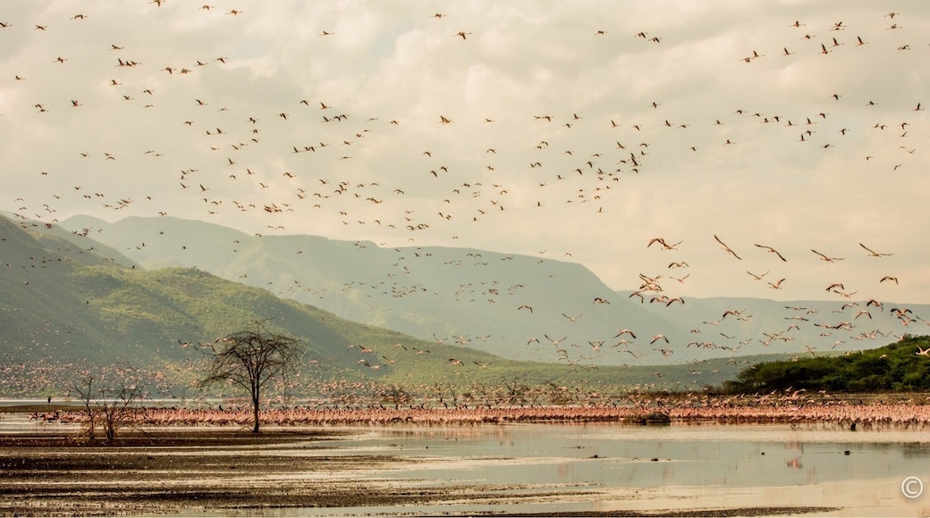 Flamingo in immigration at Lake Bogoria, Kenya