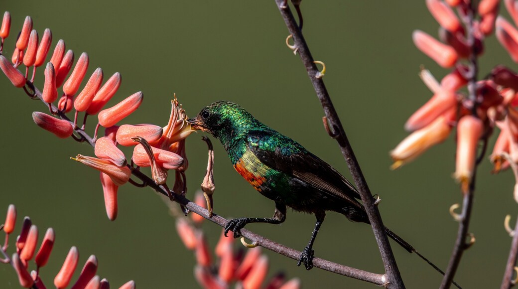 A bird perched on a branch with red flowers.