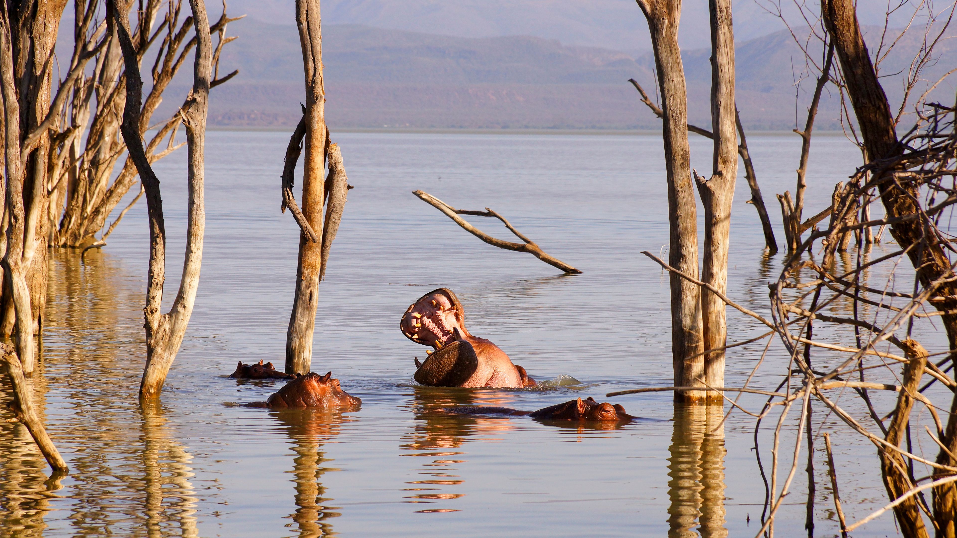 A hippopotamus in a water body surrounded by dead trees.