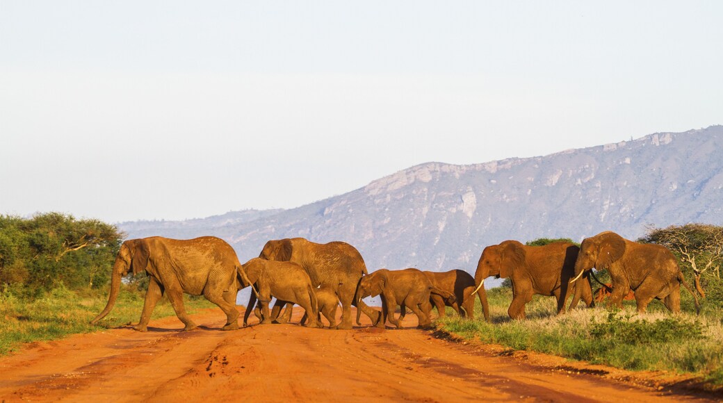 Condado de Taita-Taveta