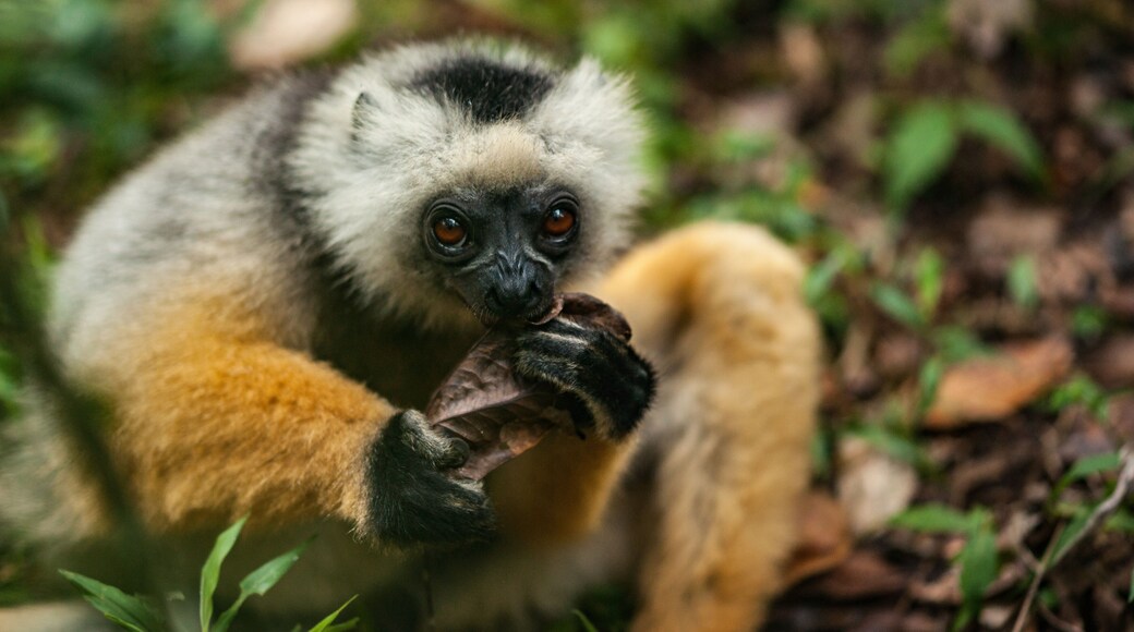 A Beautiful Lemur Looks Towards the Camera
