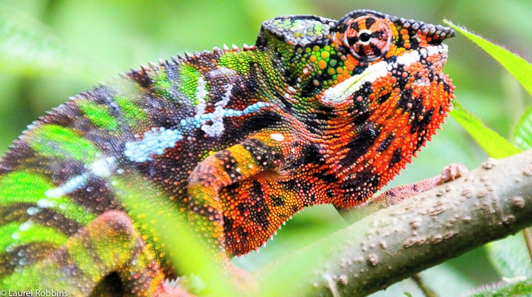 Madagascar is home to 150 chameleons - half of all the chameleons found on the planet!
See them for your yourself: https://monkeysandmountains.com/tours/madagascar-ecotour/.