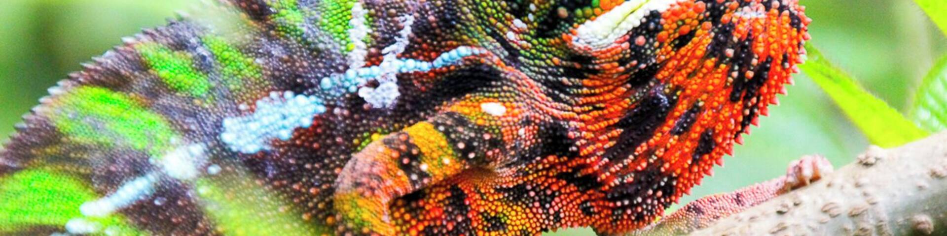 Madagascar is home to 150 chameleons - half of all the chameleons found on the planet!
See them for your yourself: https://monkeysandmountains.com/tours/madagascar-ecotour/.