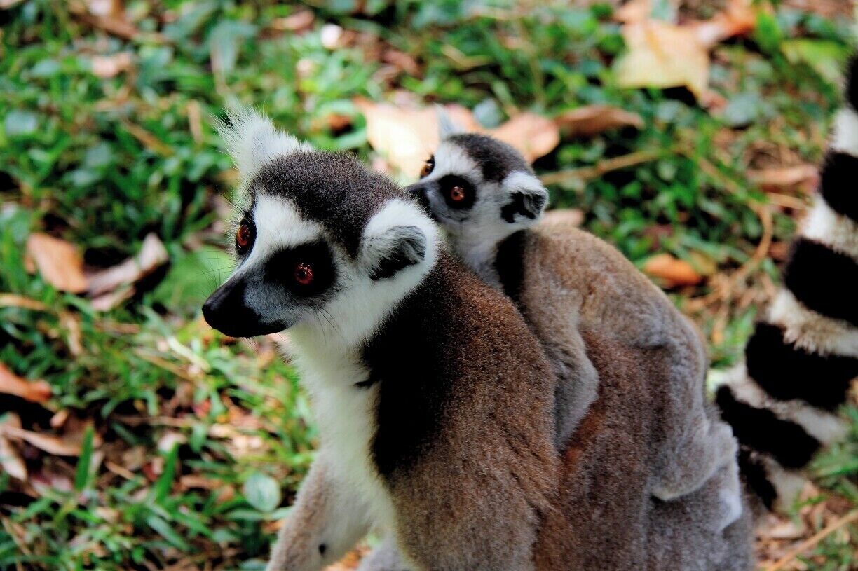 A mother ring-tailed lemur and her baby. I knelt down to get a photo of these two and they climbed up my arm onto my shoulder!

Four types of lemur can be found within the reserve, though the chances of seeing them all in one visit would be very slim. Most of them are used to seeing people so will get fairly close to check you out.

If you can't see them, you'll hear them in the trees above you!