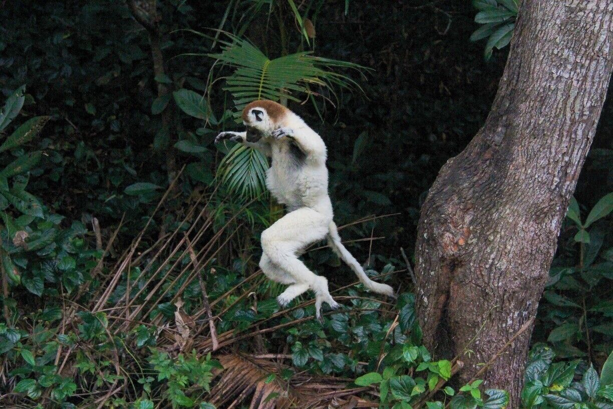 Verraux's Sifaka's are very agile in the trees but when it comes to travelling via the ground they break into a mix of hopping/dancing.