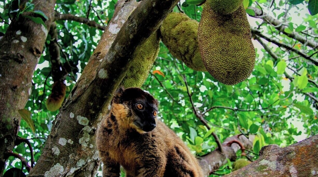 A male Collared Brown Lemur inspects visitors in the trees at the Nahampoana Reserve.
Four types of lemur can be found within the reserve, though the chances of seeing them all in one visit would be very slim. Most of them are used to seeing people so will get fairly close to check you out.
If you can't see them, you'll hear them in the trees above you!
The fruit you can see hanging in the tree is Jackfruit, a bizarre mix of banana and pineapple with a creamy texture. You can find it in a number of tropical destinations around the world, it's delicious.